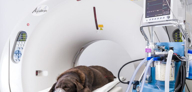 ¿Qué utilidad tiene la Tomografía Computarizada (TC) en la medicina veterinaria?